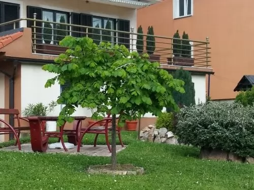 Apartmani Flora Arandjelovac Aranđelovac