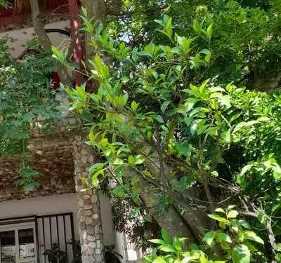 Vila Verica Sutomore